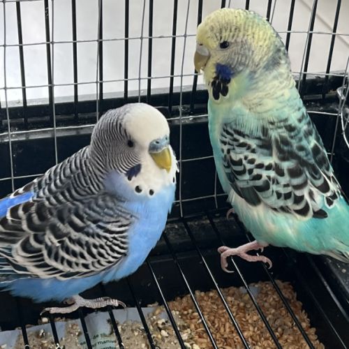 Vend couple de perruche