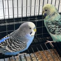 Vend couple de perruche #1