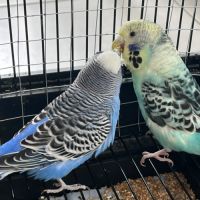 Vend couple de perruche #2