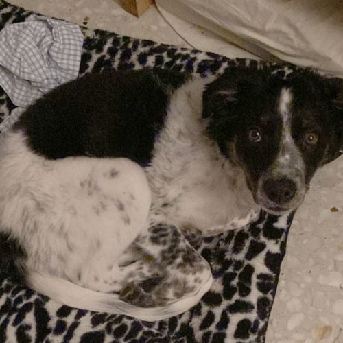 Donne border collie croisé berger australien #1