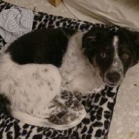 Donne border collie croisé berger australien #1