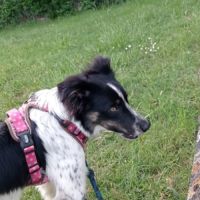 Donne border collie croisé berger australien