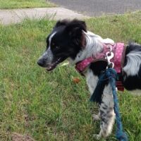 Donne border collie croisé berger australien #3