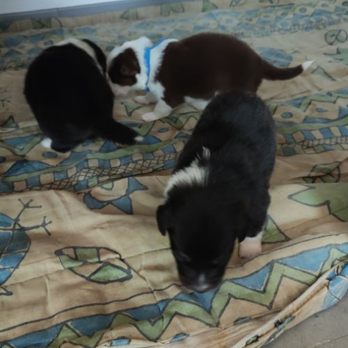 A adopter chiot berger australien #1