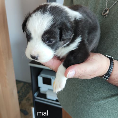 A adopter chiot berger australien #2