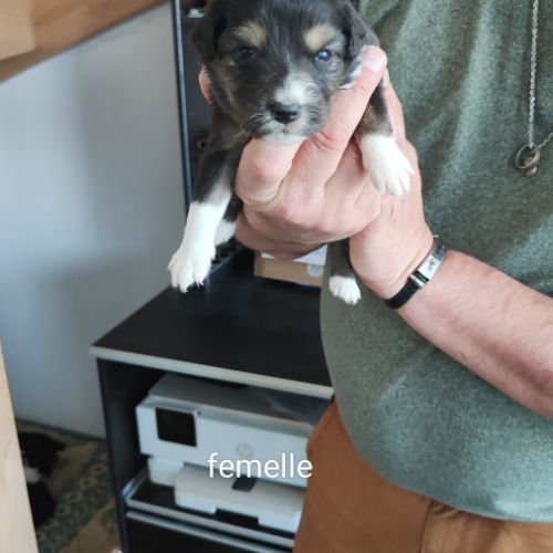 A adopter chiot berger australien