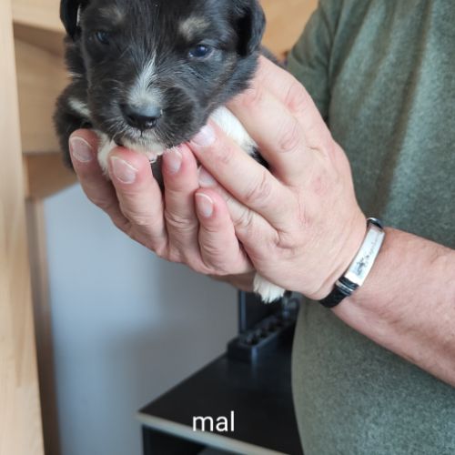 A adopter chiot berger australien #7