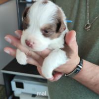 A adopter chiot berger australien #3