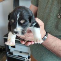 A adopter chiot berger australien #4