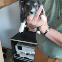 A adopter chiot berger australien #0