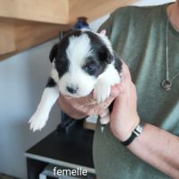 A adopter chiot berger australien #6