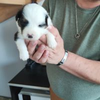 A adopter chiot berger australien #8