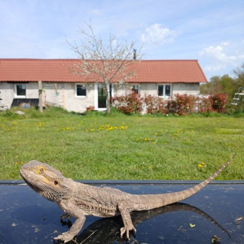 Pogona viticeps mâle 3 ans #0