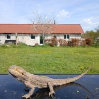 Pogona viticeps mâle 3 ans