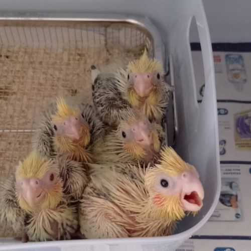 Calopsittes elévés a main 2026 #1