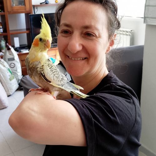 Calopsittes elévés a main 2026 #4