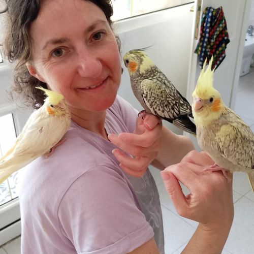 Calopsittes elévés a main 2026 #5