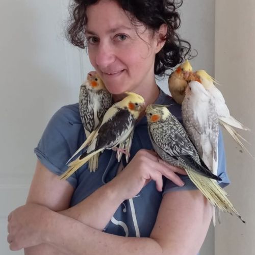 Calopsittes elévés a main 2026