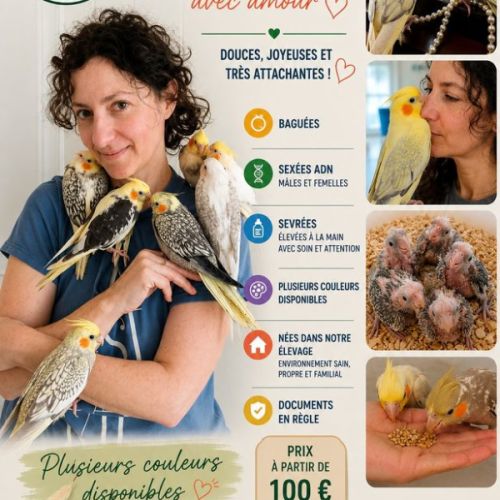 Calopsittes eam – baguées, sexées adn, sevrées