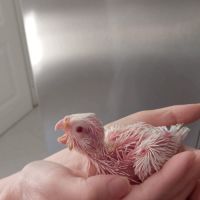 Calopsittes elévés a main 2026 #2