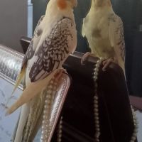 Calopsittes elévés a main 2026 #3