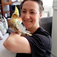 Calopsittes elévés a main 2026 #4