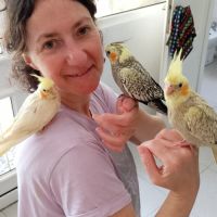 Calopsittes elévés a main 2026 #5