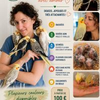 Calopsittes eam – baguées, sexées adn, sevrées