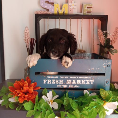 Petite croisée cane corso setter #1