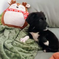 Petite croisée cane corso setter #0