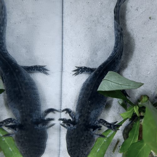 🐉 l’axoloterie – axolotls disponibles #0