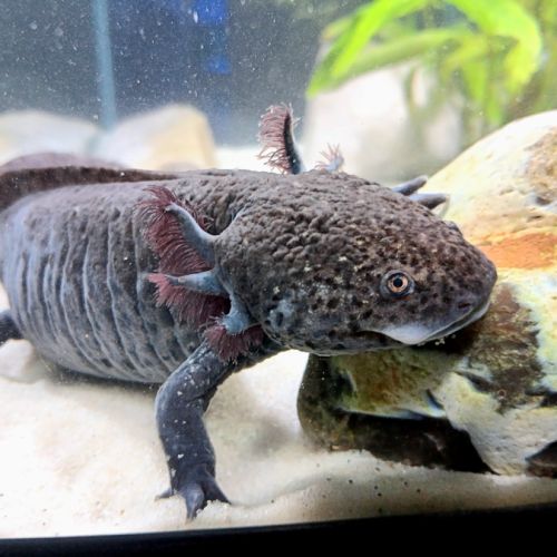 🐉 l’axoloterie – axolotls disponibles #2