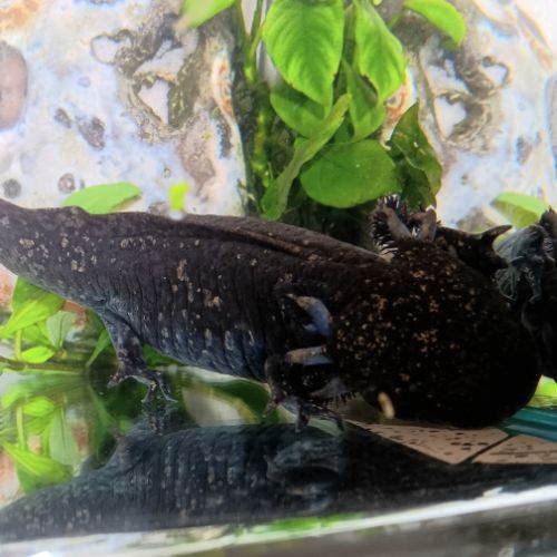 🐉 l’axoloterie – axolotls disponibles #3