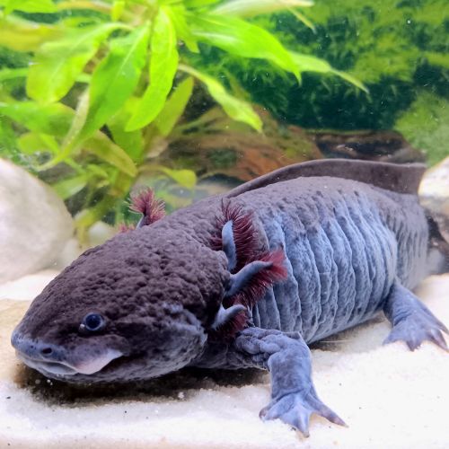 🐉 l’axoloterie – axolotls disponibles #5