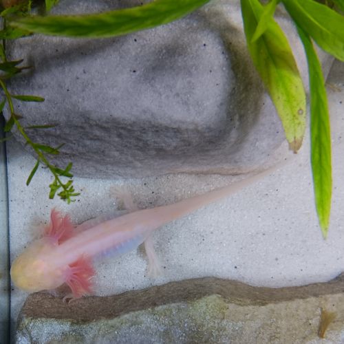🐉 l’axoloterie – axolotls disponibles #6