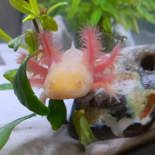 🐉 l’axoloterie – axolotls disponibles #7
