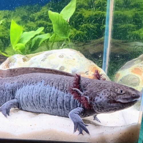 🐉 l’axoloterie – axolotls disponibles #8