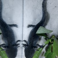 🐉 l’axoloterie – axolotls disponibles