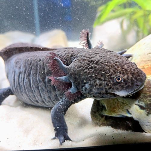 🐉 l’axoloterie – axolotls disponibles #2
