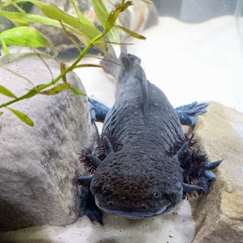 🐉 l’axoloterie – axolotls disponibles #5