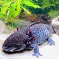 🐉 l’axoloterie – axolotls disponibles