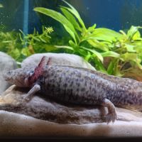 🐉 l’axoloterie – axolotls disponibles #4