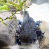 🐉 l’axoloterie – axolotls disponibles #5