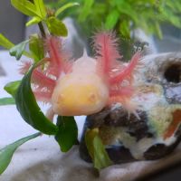 🐉 l’axoloterie – axolotls disponibles #7