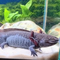 🐉 l’axoloterie – axolotls disponibles #8