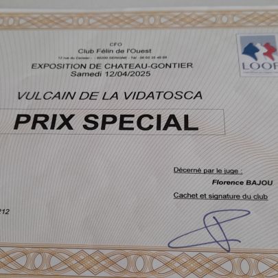 Chaton sphynx loof #1