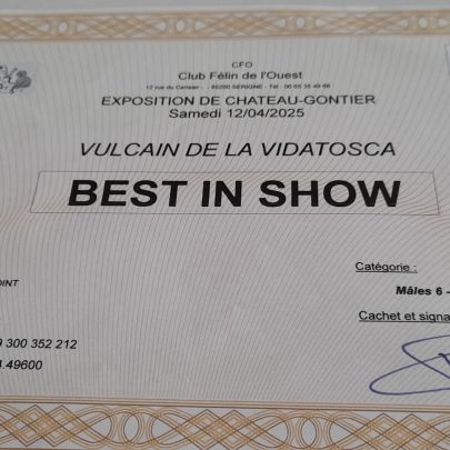 Chaton sphynx loof #2