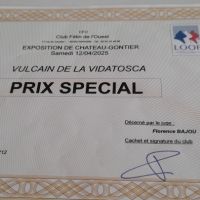 Chaton sphynx loof #1