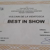 Chaton sphynx loof #2