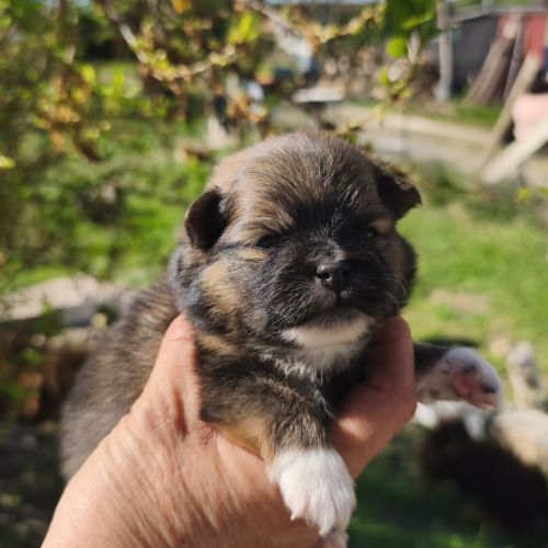 Chiots spitz à réserver #4